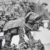 Краснодар. Слон из цветов в парке им.Горького, 1964 год
