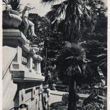 Сочи. Дендрарий.Вид с террасы, 1954 год