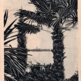 Сочи. Пальмы в Ривьере, около 1913 года